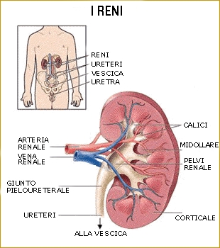 14 marzo: Giornata Mondiale del Rene