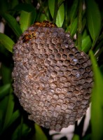 Le Api occupano un vicoletto di S. Giovanni a Piro 