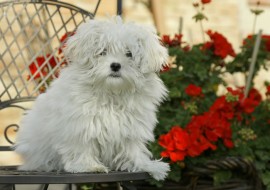 CANE SMARRITO, PADRONA IN ANSIA