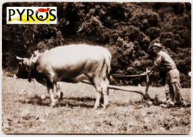 Lo strano caso dei furti di campagna