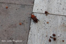 Il punteruolo sbarca a San Giovanni a Piro