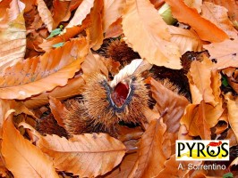 Gravi danni alla produzione castanicola