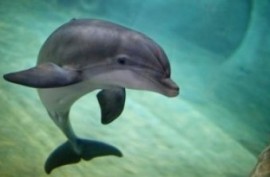 Un cucciolo di delfino ritrovato a Scario