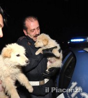 Gianpiero Sorrentino: l'eroe dei 5 cuccioli