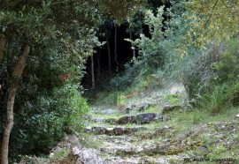 Comunicato UNCEM sul problema Forestazione