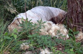 Sacchi pieni di lana appena tosata sulla strada per il santuario