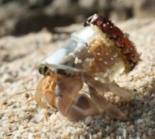 9 tonnellate di rifiuti raccolte nei mari campani