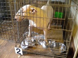 Trasferito nel canile di Torre Orsaia il bulldog che ha seminato il terrore a Scario
