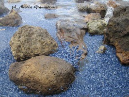 Spettacolare spiaggiamento di Velella velella a Scario