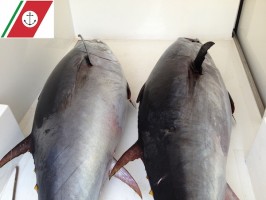 400 kg di tonno rosso sequestrati a Scario