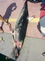 Spiaggiato un esemplare di Stenella sulla costa della Masseta