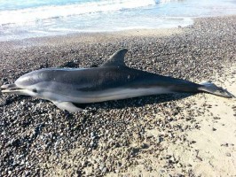 Il mare cilentano tra tartarughe, delfini (morti) e spazzatura