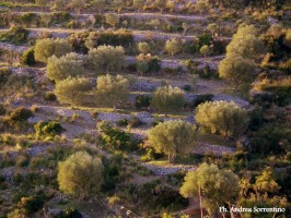 Imu per i terreni agricoli montani: proroga al 26 gennaio
