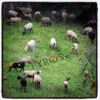 Imu sui terreni agricoli: il Tar Lazio sospende il decreto