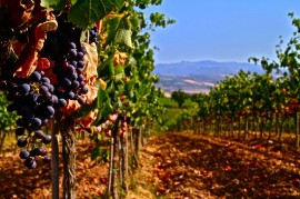 Bando di ristrutturazione e riconversione dei vigneti 2014-2015