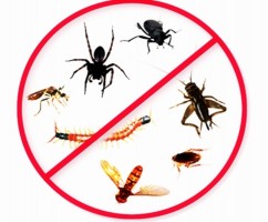 Avviso di disinfestazione sul territorio comunale