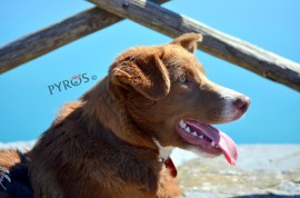 Scario: arriva la spiaggia per i cani