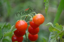 Ancora furti nelle campagne sangiovannesi