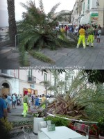 Scario: cade una palma del lungomare, ferita una signora del posto