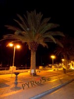 Le palme del lungomare di Scario attaccate dal Punteruolo rosso, 'moriranno tutte'