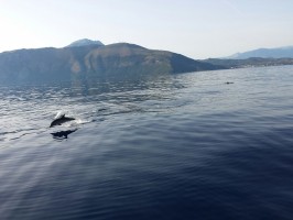 Spettacolare avvistamento di delfini a Scario