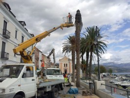 Iniziato il taglio delle palme di Scario
