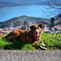 PyrosGoPro presenta: SGaP visto da un amico a 4 zampe!