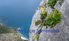Spettacolare natura cilentana: sulla costa della Masseta/Infreschi fiorisce la rara Primula Palinuri