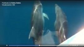 I delfini amano Scario, il video della loro danza felice