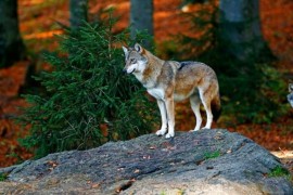 Il Parco Nazionale del Cilento organizza un corso per lo studio dei lupi