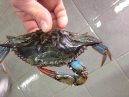 Pesca eccezionale a Scario: catturato un Granchio blu americano