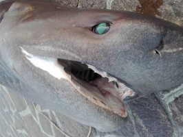 Un grosso (ma innocuo) squalo finisce nelle reti di un pescatore di Scario