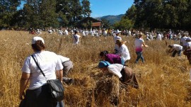 Caselle in festa per il Palio del Grano: il rione Chiazza vince l'edizione 2016