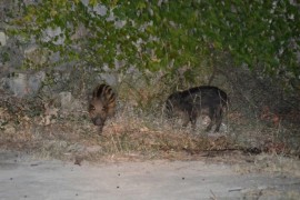 Continuano gli avvistamenti di cinghiali - le foto di due piccoli