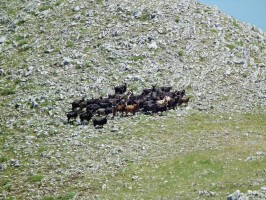 Continua l'emergenza lupi nel territorio del Bulgheria - ATTENZIONE, IMMAGINI FORTI