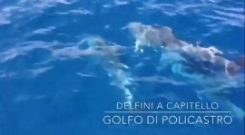 Con il bel tempo di settembre ritornano gli avvistamenti di delfini nel Golfo