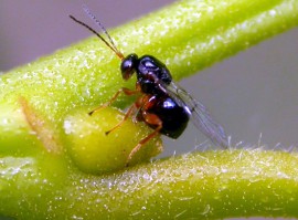 L'Ente Parco a fianco dei Comuni nella lotta al Cinipide del Castagno