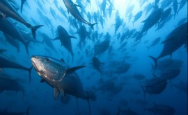 Dal golfo di Policastro l'appello per rilanciare subito una vertenza sulle quote pesca del tonno in Italia