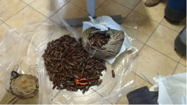 Controlli della Guardia Costiera in vista del Natale: sequestrate 14 tonnellate di prodotti ittici freschi 