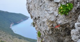 La meravigliosa Primula Palinuri in fiore nella Costa della Masseta!