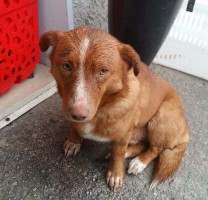 Villammare: un dolcissimo cagnolino cerca casa!