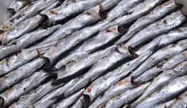 A rischio la pesca delle alici di Menaica nel territorio cilentano