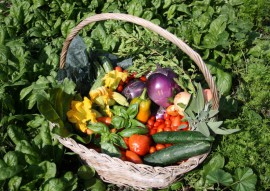 Taglio del nastro a Poderia per l'orto didattico, la fattoria e il parco comunale Radio Libere 1976