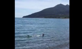 Squalo avvistato a Policastro, dovrebbe trattarsi di una specie innocua (VIDEO)