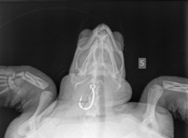  Tartaruga salvata a Scario, il risultato della radiografia: ha un amo in gola
