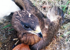 San Giovanni a Piro, salvato un giovane e raro esemplare di Falco pecchiaiolo