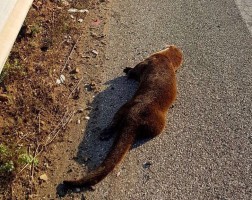 Rinvenuta lontra morta sulla Cilentana
