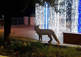Sorpresa a Marina di Camerota, tra le Luciammare spunta una volpe! (FOTO)