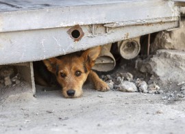 Lotta al randagismo: Comune vieta abbandono animali su territorio