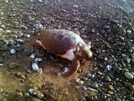 Villammare, ritrovata una tartaruga morta sulla spiaggia (FOTO E VIDEO)